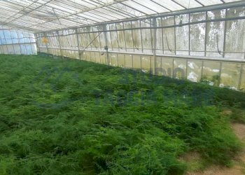 b7cb7898-2aaf-4e1d-92a4-89aec8358bff.jpg - Agricultural land Via Periane 300, Taggia - photo 8