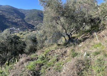 IMG_8545.JPG - Terreno agricolo strada senatore marsaglia, Sanremo - foto 7