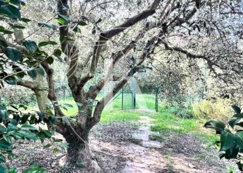 IMG_9888.jpeg - Villa Via per Calice, Finale Ligure - photo 24