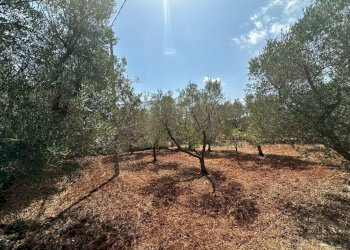 WhatsApp Image 2025-08-21 at 4.46.33 PM.jpeg - Villa SP28, Ostuni - foto 15