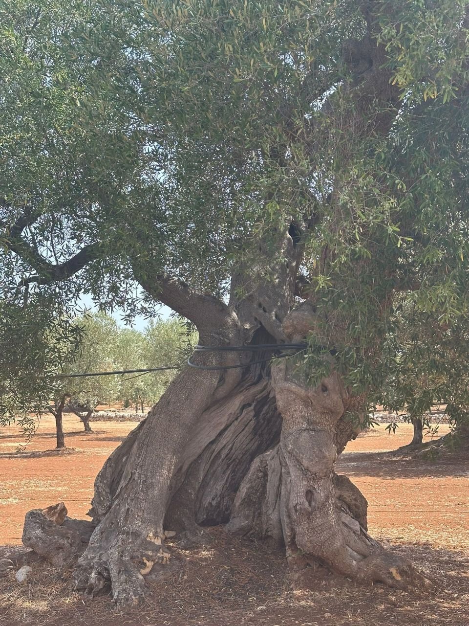 WhatsApp Image 2025-08-21 at 4.45.39 PM.jpeg - Casa indipendente Strada Statale 16 Adriatica, Ostuni - foto 3