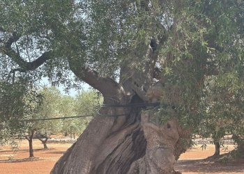 WhatsApp Image 2025-08-21 at 4.45.39 PM.jpeg - Casa indipendente Strada Statale 16 Adriatica, Ostuni - foto 3