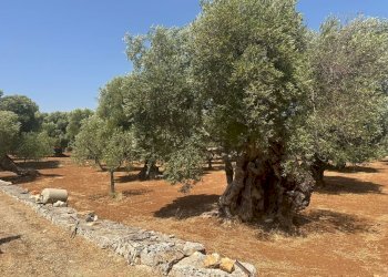 WhatsApp Image 2025-08-21 at 4.45.49 PM-4.jpeg - Casa indipendente Strada Statale 16 Adriatica, Ostuni - foto 8