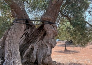 WhatsApp Image 2025-08-21 at 4.47.13 PM.jpeg - Casa indipendente Strada Statale 16 Adriatica, Ostuni - foto 10