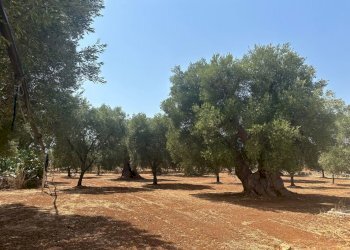 WhatsApp Image 2025-08-21 at 4.45.49 PM-2.jpeg - Casa indipendente Strada Statale 16 Adriatica, Ostuni - foto 15