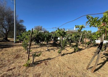 WhatsApp Image 2025-07-11 at 5.48.33 PM.jpeg - Villa Strada Provinciale 29, Ceglie Messapica - foto 25