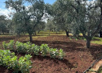 WhatsApp Image 2025-03-17 at 14.51.28 (1).jpeg - Casa indipendente Contrada San Giovanni, Ostuni - foto 18