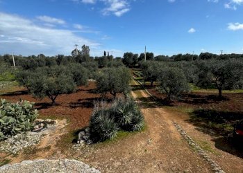 WhatsApp Image 2025-03-18 at 11.38.52.jpeg - Casa indipendente Contrada San Giovanni, Ostuni - foto 19
