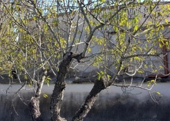 16.jpg - Casa indipendente Contrada Le Camere, Ostuni - foto 16