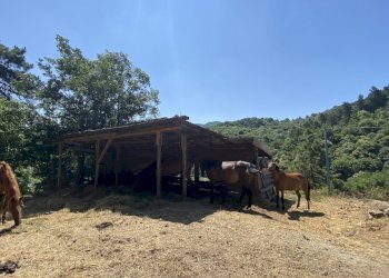 Rif 1822  (15).JPEG - Rustico Località Bonuzzo 22, Sassello - foto 6