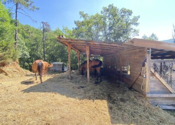 Rif 1822  (16).JPEG - Rustico Località Bonuzzo 22, Sassello - foto 12