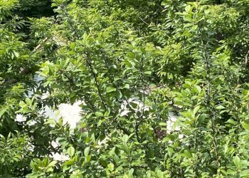 rif 1778 (16).JPEG - Casa indipendente Via Monterosso 11, Tiglieto - foto 3