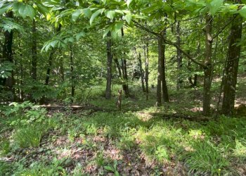 rif 1778 (5).JPEG - Casa indipendente Via Monterosso 11, Tiglieto - foto 6