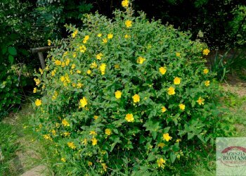 Rif 1761(Copy106).jpg - Casa indipendente Frazione Cimaferle 213, Ponzone - foto 20