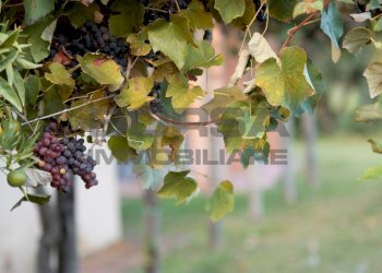 Dettagli 2.jpeg - Terratetto - Terracielo greppi cupi  212, Castagneto Carducci - foto 9