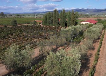 Vigne.jpeg - Terratetto - Terracielo greppi cupi  212, Castagneto Carducci - foto 20