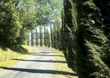 Cipressi.jpg - Terratetto - Terracielo via della camminata, Guardistallo - foto 4