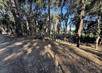 IMG_2755.jpeg - Terratetto - Terracielo Via Ombrosa 8, Livorno - foto 6