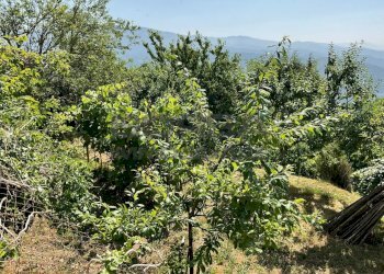 IMG-20250701-WA0048.jpg - Rustico via case geri e selvapiana, Pistoia - foto 10