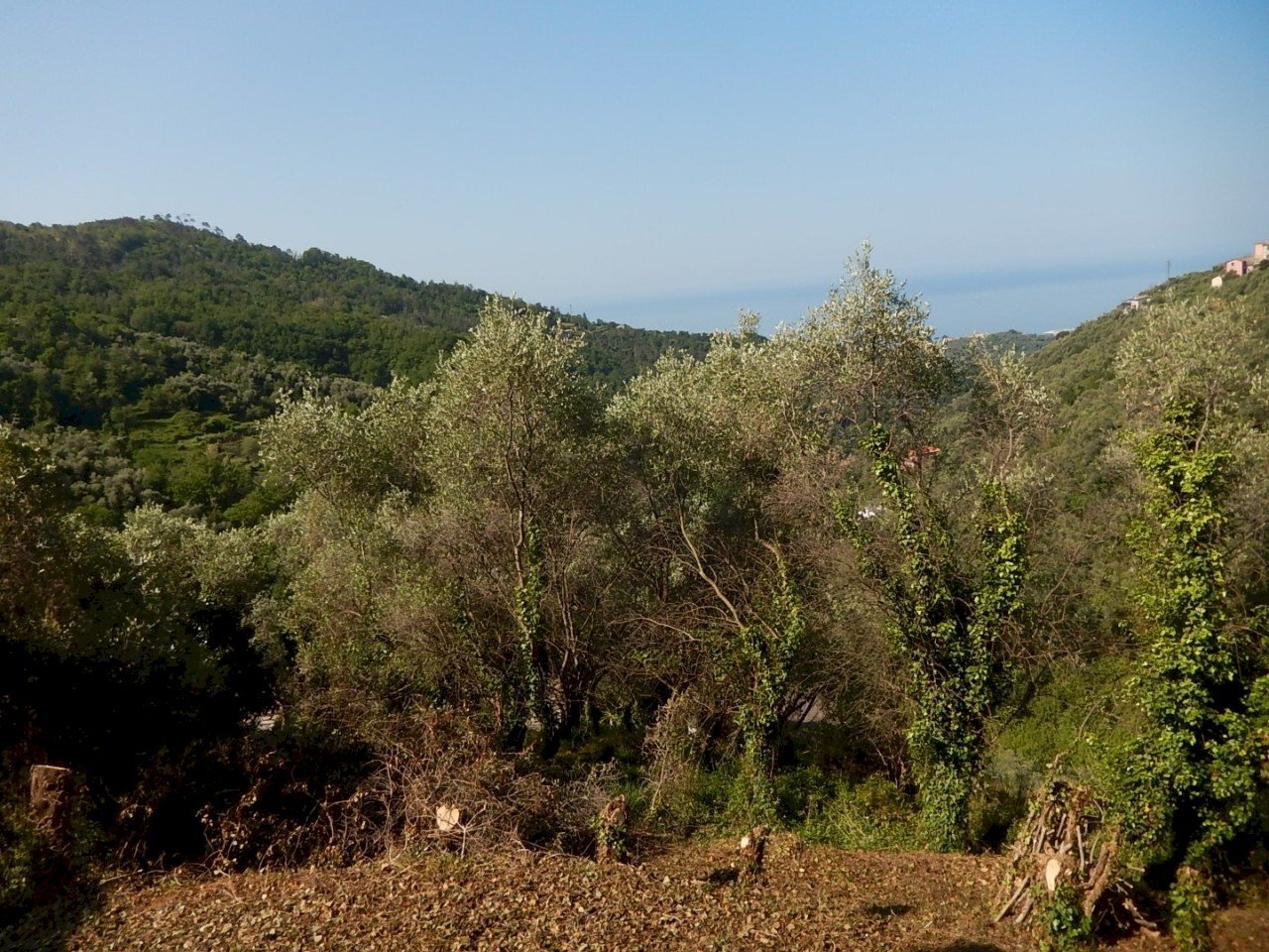 DSCN8086.JPG - Casale Via Costigliolo, Cogorno - photo 3