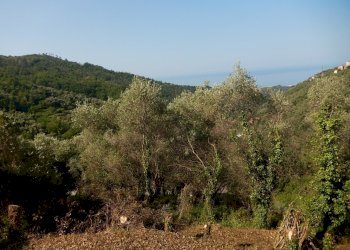 DSCN8086.JPG - Casale Via Costigliolo, Cogorno - foto 3