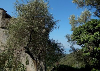 DSCN8093.JPG - Casale Via Costigliolo, Cogorno - foto 9