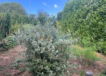 WhatsApp Image 2025-07-08 at 15.31.23.jpeg - Locale Commerciale Via Torretta 37, Pietrasanta - foto 8