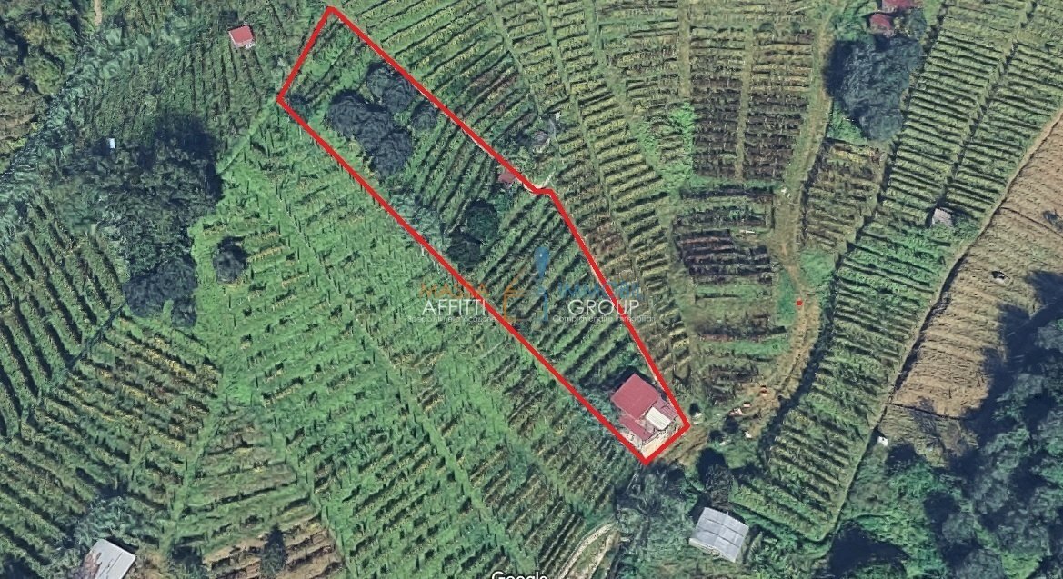 vigna pozzo alto.jpg - Terreno agricolo Via del Pozzo 2, Massa - foto 1