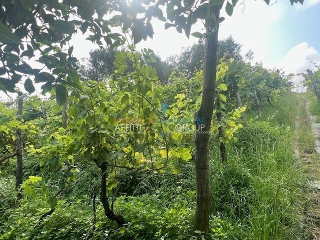 IMG_1581.jpg - Terreno agricolo Via del Pozzo 2, Massa - foto 2