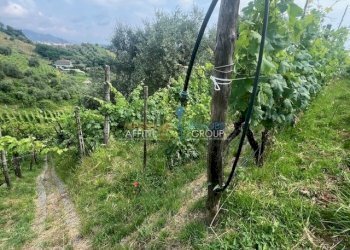 IMG_1586.jpg - Agricultural land Via del Pozzo 2, Massa - photo 6