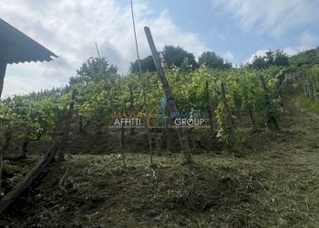 IMG_1577.jpg - Agricultural land Via del Pozzo 2, Massa - photo 8