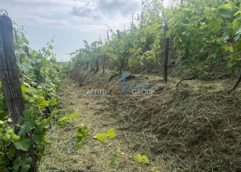 IMG_1578.jpg - Agricultural land Via del Pozzo 2, Massa - photo 9