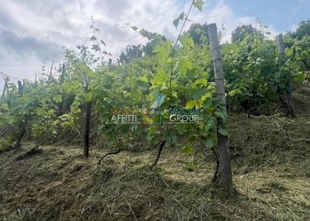 IMG_1579.jpg - Agricultural land Via del Pozzo 2, Massa - photo 10