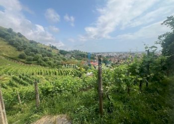 IMG_1582.jpg - Agricultural land Via del Pozzo 2, Massa - photo 11