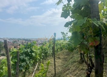 IMG_1580.jpg - Agricultural land Via del Pozzo 2, Massa - photo 12