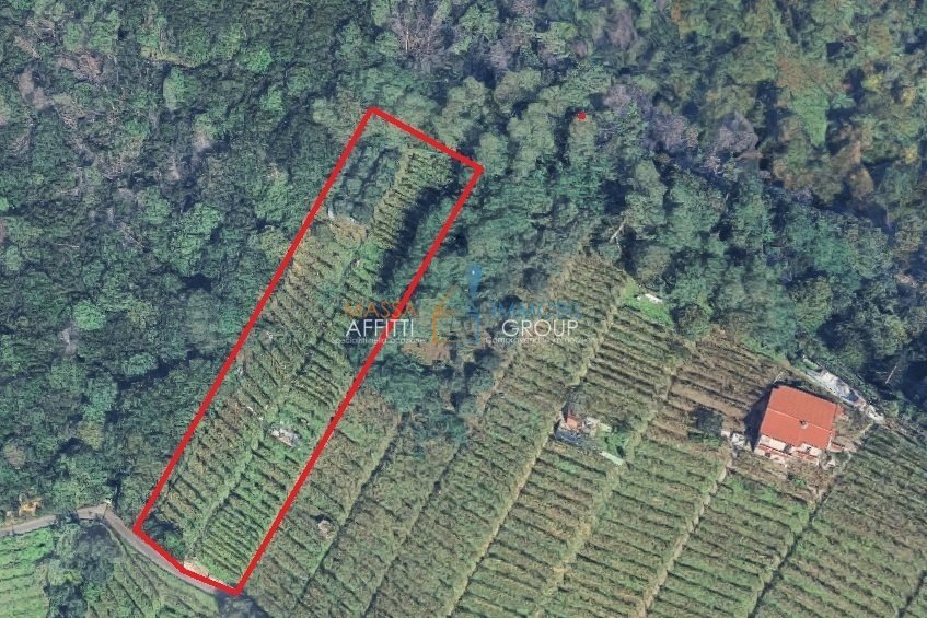 Vigna Piana.jpg - Terreno agricolo Viottolo Pianamaggio 1, Massa - foto 1