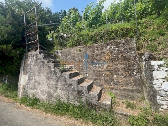 IMG_1555.jpg - Terreno agricolo Viottolo Pianamaggio 1, Massa - foto 2