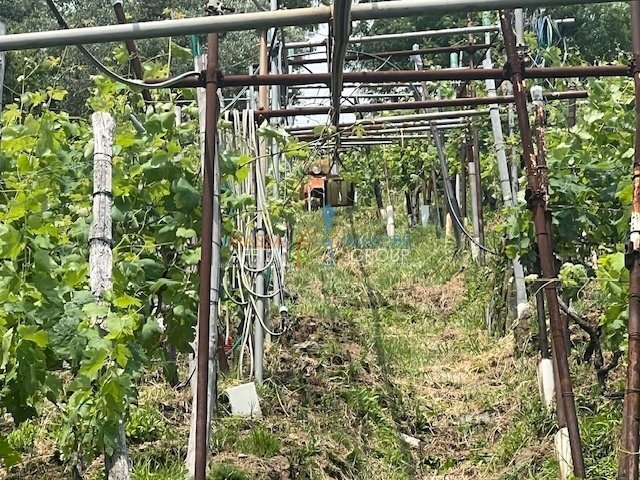 IMG_1557.jpg - Terreno agricolo Viottolo Pianamaggio 1, Massa - foto 3