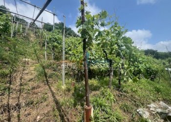 IMG_1556.jpg - Agricultural land Viottolo Pianamaggio 1, Massa - photo 4