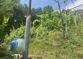 IMG_1558.jpg - Agricultural land Viottolo Pianamaggio 1, Massa - photo 5