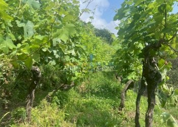 IMG_1559.jpg - Agricultural land Viottolo Pianamaggio 1, Massa - photo 6