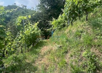 IMG_1560.jpg - Agricultural land Viottolo Pianamaggio 1, Massa - photo 7