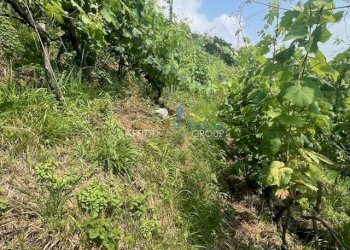 IMG_1561.jpg - Agricultural land Viottolo Pianamaggio 1, Massa - photo 8