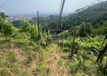 IMG_1573.jpg - Agricultural land Viottolo Pianamaggio 1, Massa - photo 10