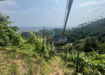 IMG_1574.jpg - Agricultural land Viottolo Pianamaggio 1, Massa - photo 11