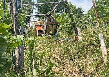 IMG_1565.jpg - Agricultural land Viottolo Pianamaggio 1, Massa - photo 12