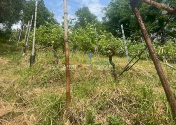 IMG_1566.jpg - Agricultural land Viottolo Pianamaggio 1, Massa - photo 13