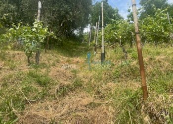 IMG_1567.jpg - Agricultural land Viottolo Pianamaggio 1, Massa - photo 14