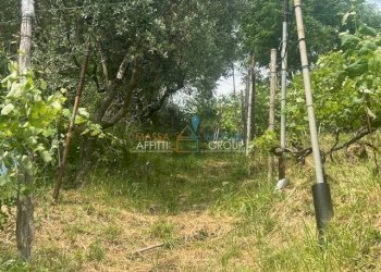 IMG_1569.jpg - Agricultural land Viottolo Pianamaggio 1, Massa - photo 15