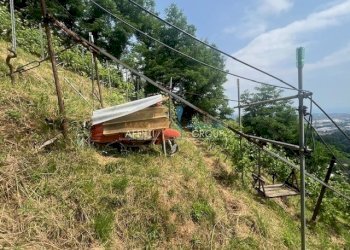 IMG_1571.jpg - Agricultural land Viottolo Pianamaggio 1, Massa - photo 16